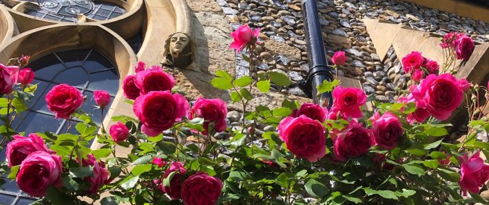 roses